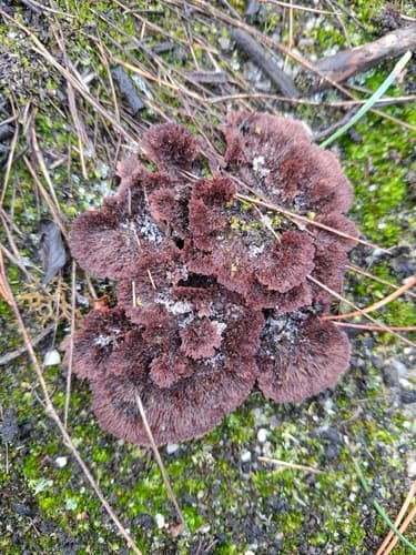 Chropiatka pospolita