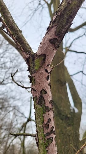 Powłocznica dębowa