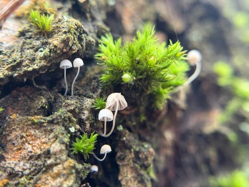 Mycena corticola