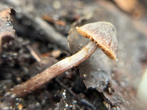 Telamonia