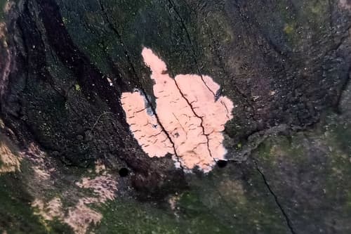 Powłocznica cielista