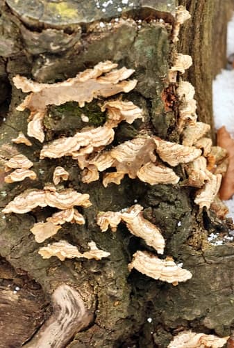 Skórnik