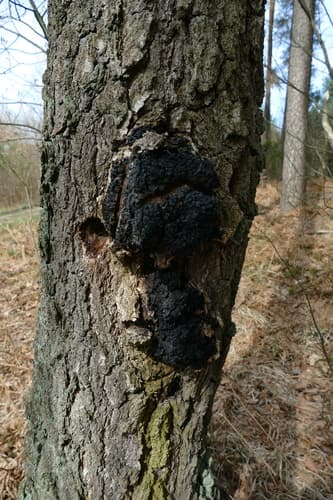 Błyskoporek podkorowy