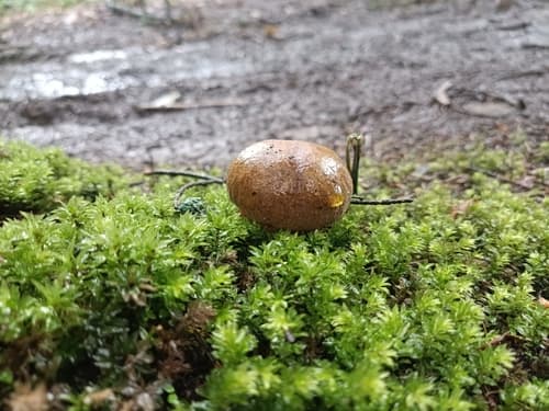 Modroborowik ponury