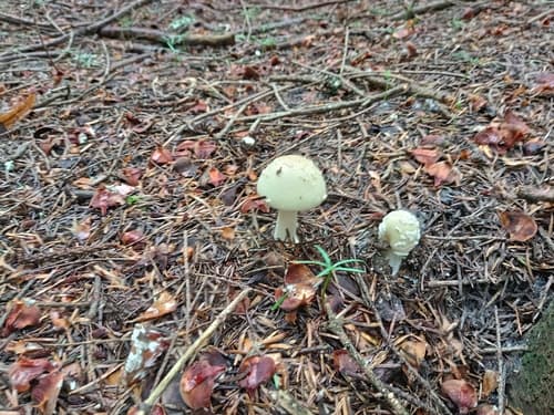 Muchomor cytrynowy