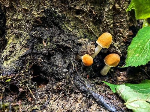 Agaricineae