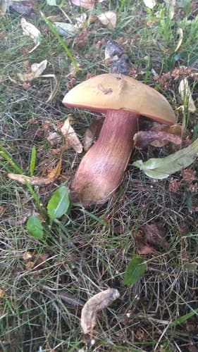 Suillellus mendax