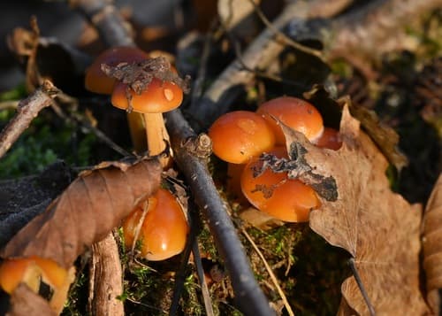 Płomiennica zimowa