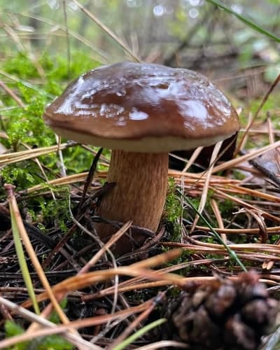 Podgrzybek brunatny