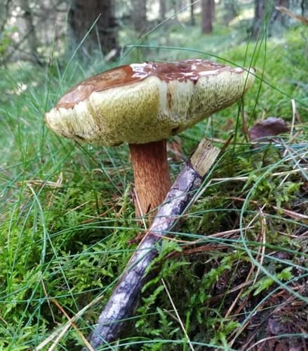 Podgrzybek brunatny