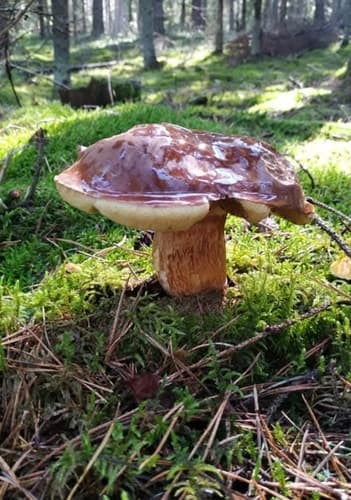 Podgrzybek brunatny