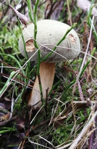 podgrzybek grubosiatkowany