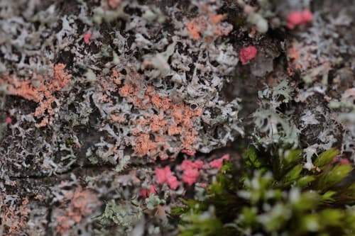 Erythricium aurantiacum