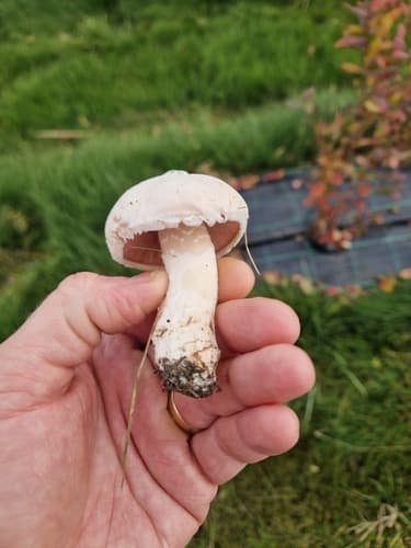 Agaricus