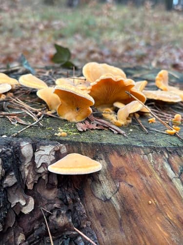 Phyllotopsis