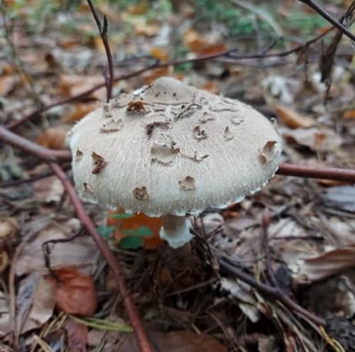 Macrolepiota rhodosperma
