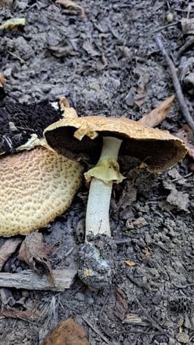 Pieczarka okazała