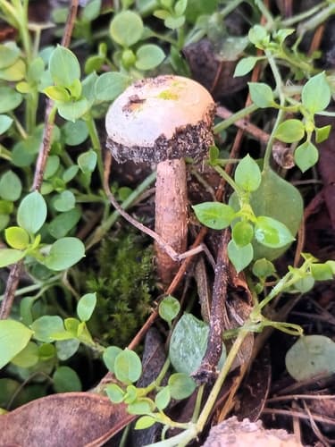 Tulostoma