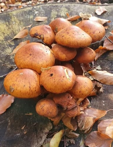 Łysak wspaniały