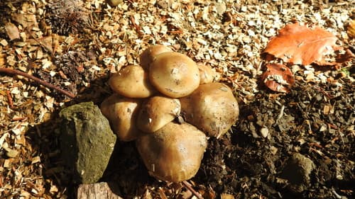 Pieczarniaki