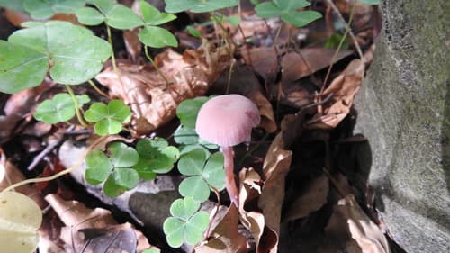 Lakówka ametystowa