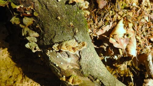 Skórnik