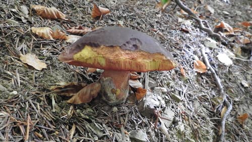 krasnoborowik ceglastopory