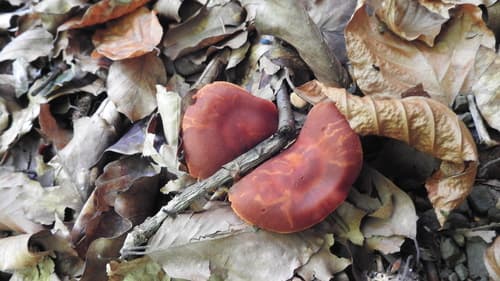 Pieczarniaki