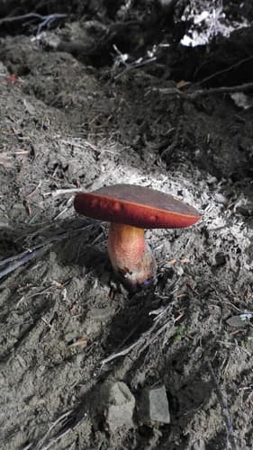 krasnoborowik ceglastopory