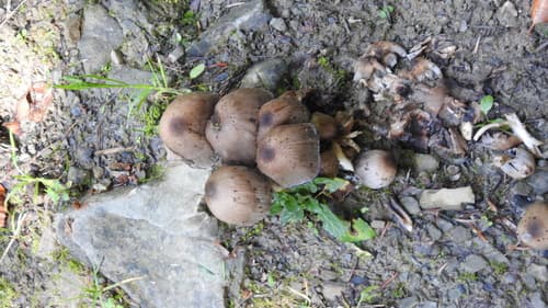 Coprinopsis