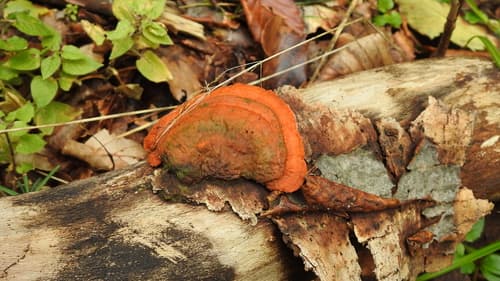 Gęstoporek cynobrowy
