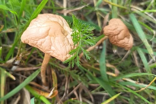 Marasmius