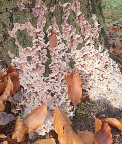 Chrząstkoskórnik purpurowy