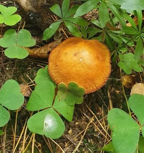 Pieczarniaki