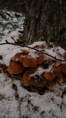 Płomiennica zimowa