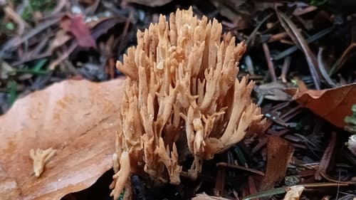 Phaeoclavulina