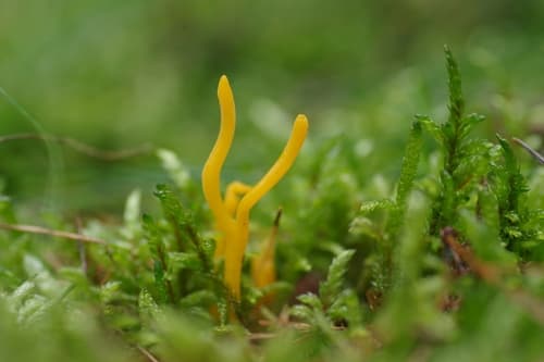 Clavulinopsis