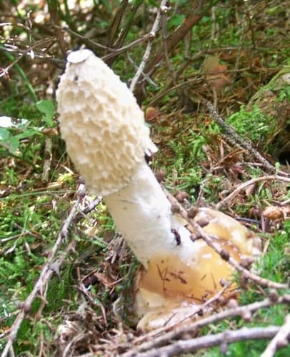 Sromotnik smrodliwy