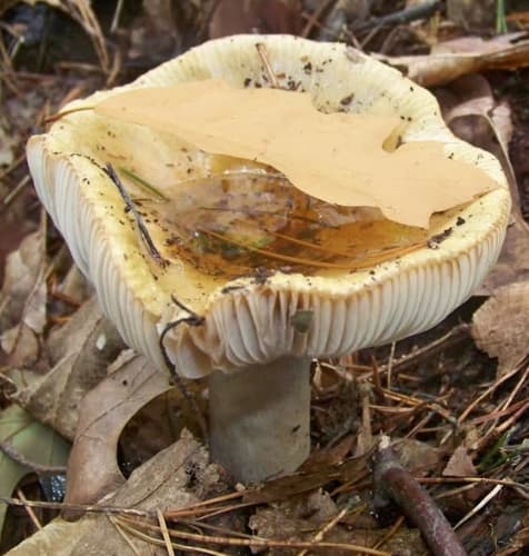 Gołąbek brudnożółty