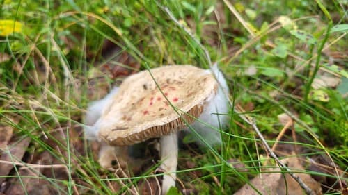 Muchomor cytrynowy