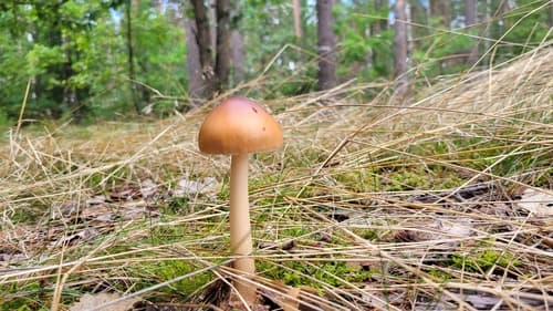 Muchomor rdzawobrązowy