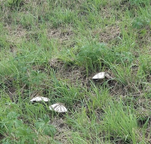 Pieczarka biaława