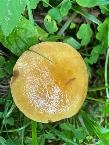 Maślak żółty