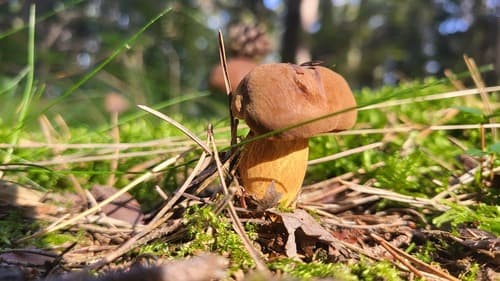 Podgrzybek brunatny