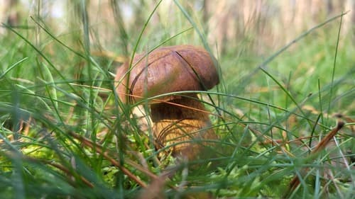 Podgrzybek brunatny