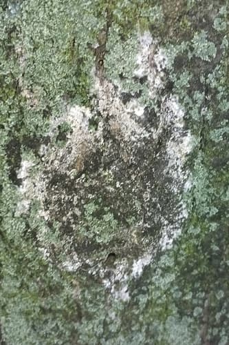 Błonka dwuzarodnikowa