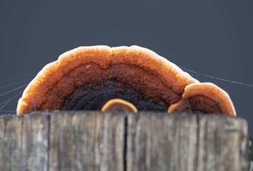Niszczyca płotowa