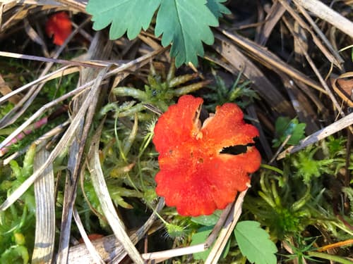 Wilgotnica czerwona