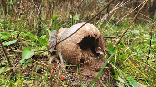 Purchawka oczkowana