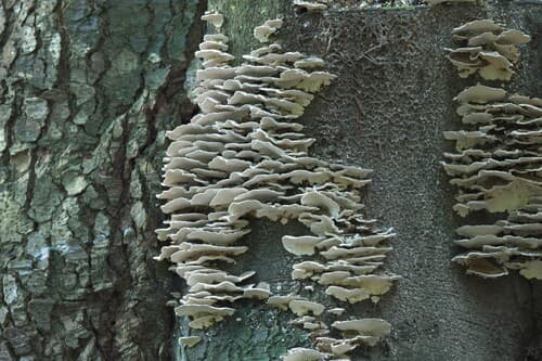 Szaroporka podpalana